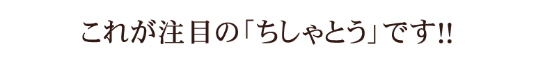 これがチシャトウです。